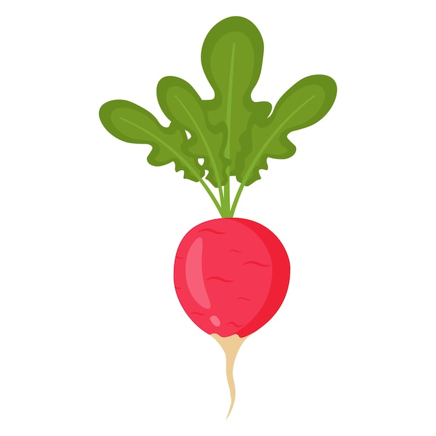 Radish Vector illustration