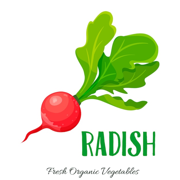  radish vegetable