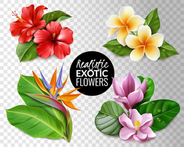 Raelistic exotic flowers transparent background set. Collection of tropical flowers on transparent background  elements hibiscus magnolia strelitzia plumeria and leaves.