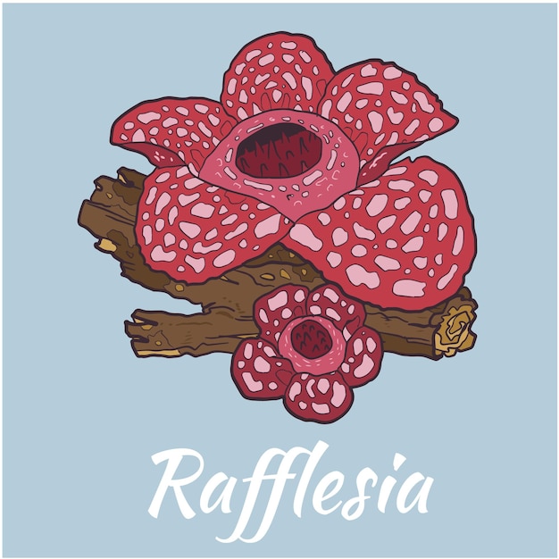 Rafflesia Flower Vector Illustration Colored