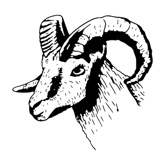 Ram head with horns in sketch style Vector isolated illustration of a farm animal