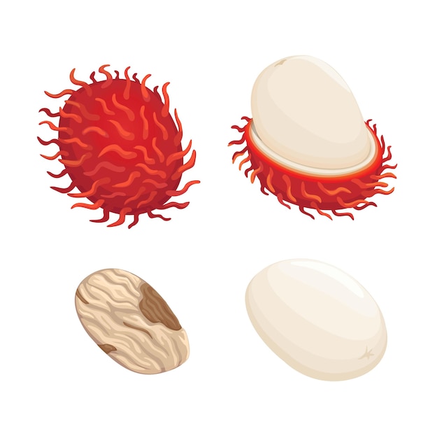 Rambutan aka Hairy Fruit or Sapindaceae Exotic Fruit from Asian symbol set cartoon illustration vect