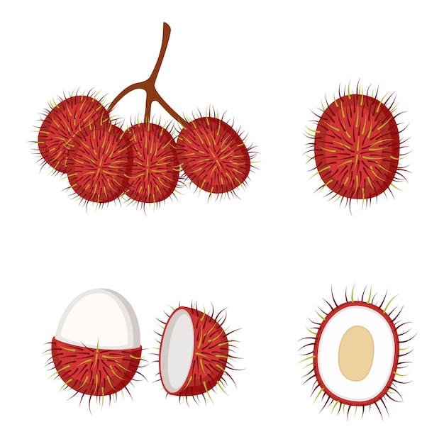 Rambutan, whole fruit and half, vector illustration