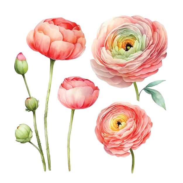 Ranunculus flower watercolor paint collection