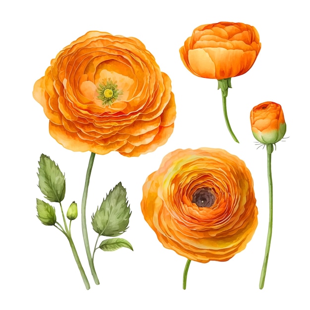 Ranunculus flower watercolor paint collection