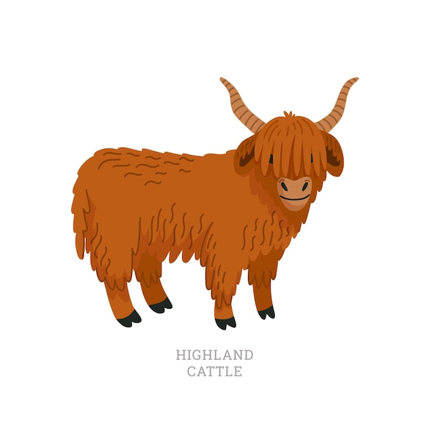 Rare animals collection Highland cattle Scottish breed of longhaired cattle