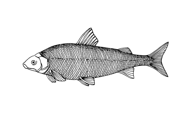 Rare whitefish commercial fish delicious food Vector illustration in black ink