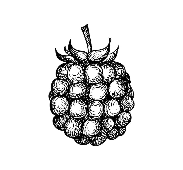 Raspberries blackberries Drawn in the style of line art Vector illustration