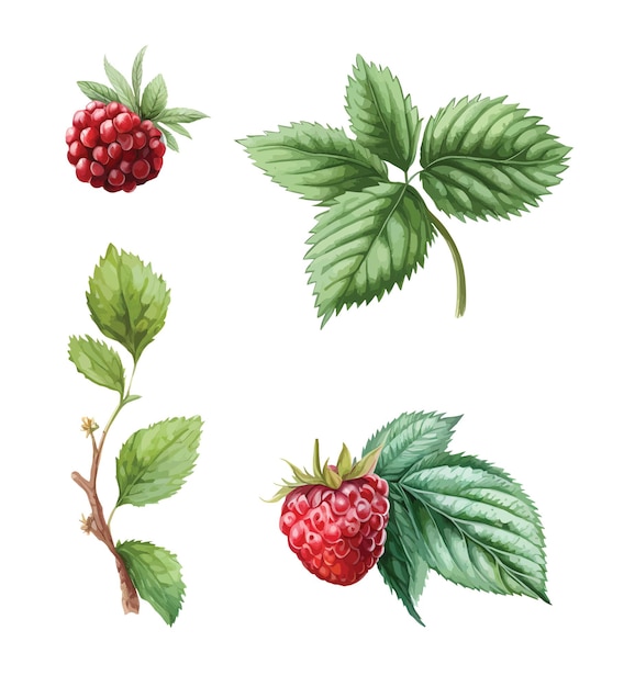 Raspberries clipart isolated vector illustration