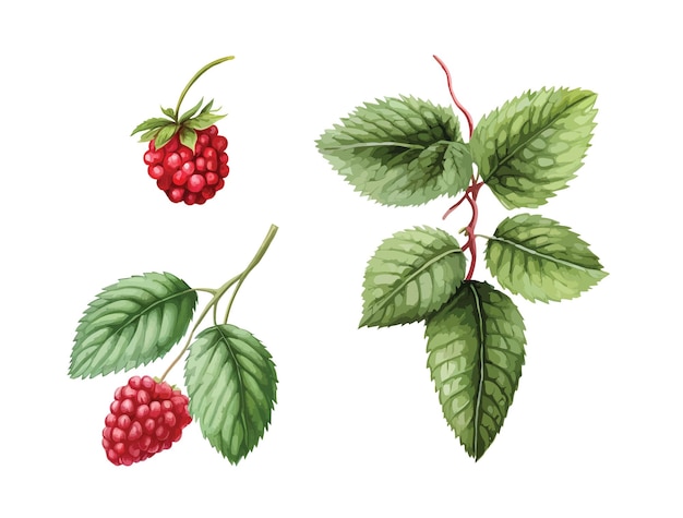 Vector raspberries clipart isolated vector illustration