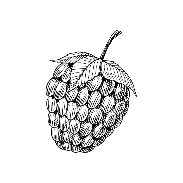 Raspberries in vintage style berries engraved hand drawn in old sketch