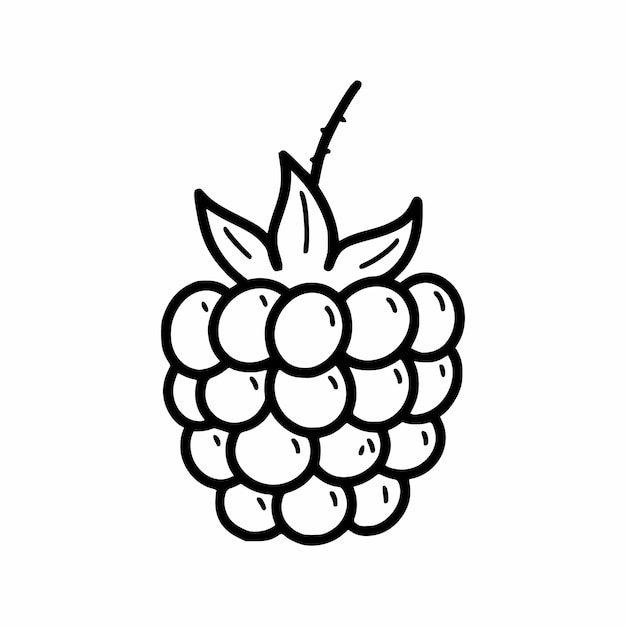 Raspberry berry Vector doodle illustration Hand drawn drawing Sketch