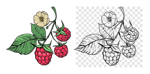 Raspberry berry with leaves set of vector illustrations engraving style floral elements objects for design patterns backgrounds