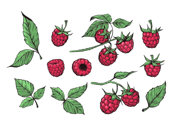 Raspberry berry with leaves set of vector illustrations engraving style floral elements objects for design patterns backgrounds