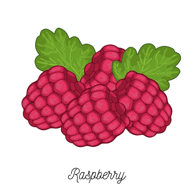 Raspberry fruit illustration hand drawn