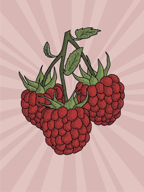 Raspberry illustration on pink background