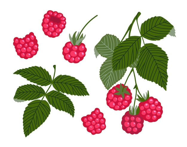 Raspberry illustration Pink summer berries with leaves set