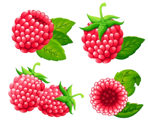 Raspberry set.  illustration of raspberry with green leaves.  illustration for decorative poster, emblem natural product, farmers market