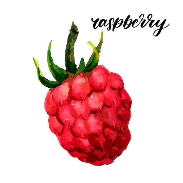 Raspberry watercolor illustration  hello summer slogan