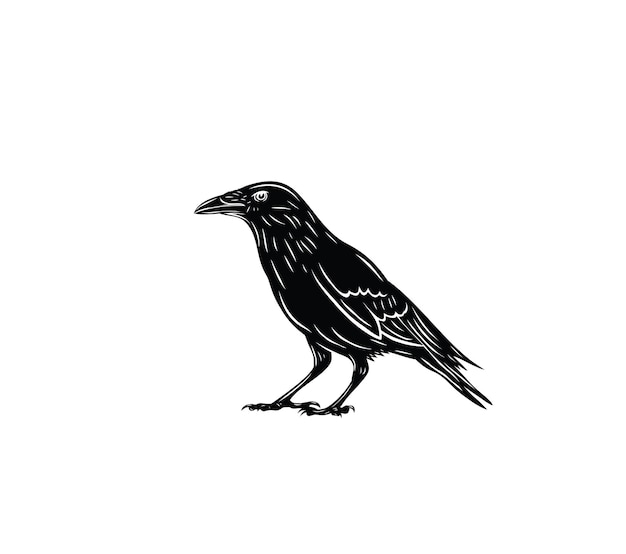 Raven Bird Silhouette, art vector design