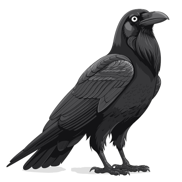 Raven Cartoon Icon Isolated Transparent Background Images