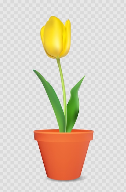 Realistic 3d tulip in flower pot. design element.