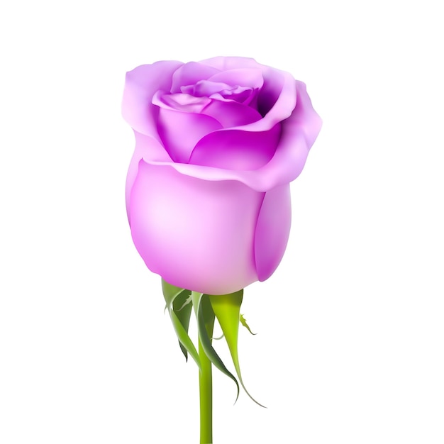 Realistic 3d vector rose on white background