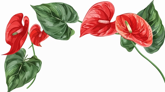 Vector realistic anthurium romantic frame flat vector isolated