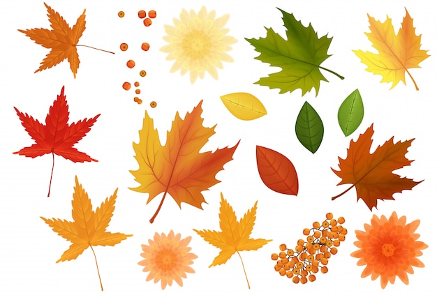 Realistic autumn leaves and flowers set