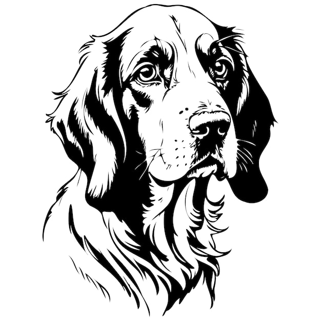 Realistic Basset Fauve de Bretagne portrait hand drawn animal illustration transparent background