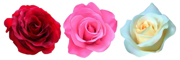 realistic beautiful blooming rose vector realistic rose flower set