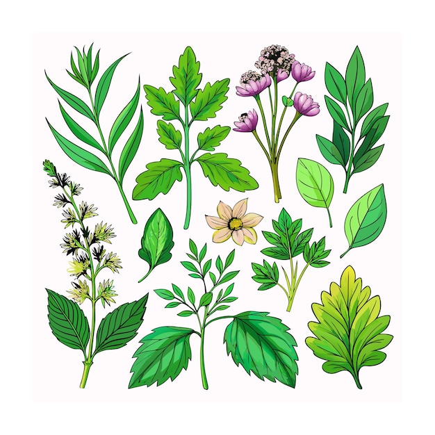 Vector realistic beautiful herbs vector illustration