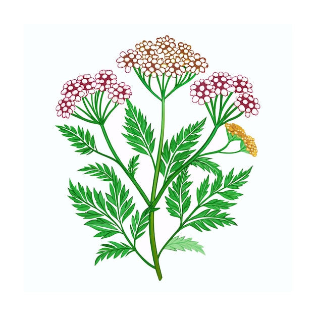 Vector realistic beautiful herbs vector illustration