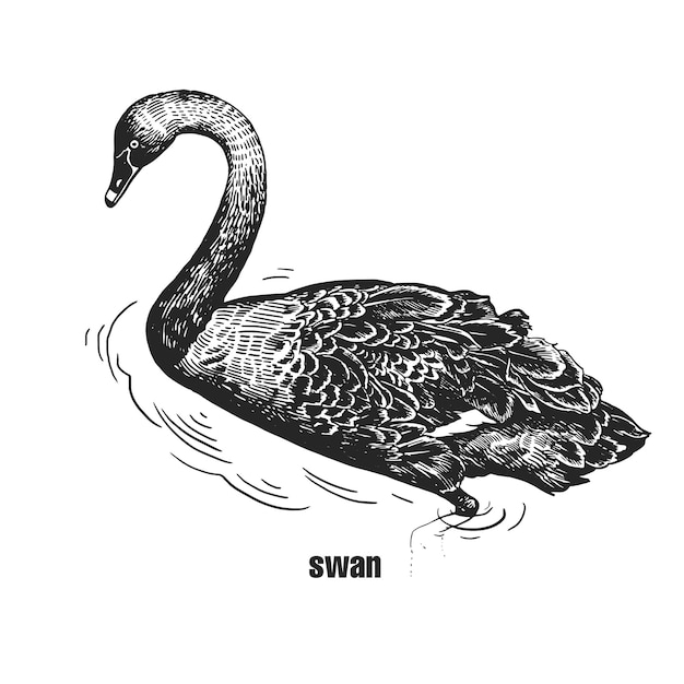 Realistic Black Swan bird Black and white graphics