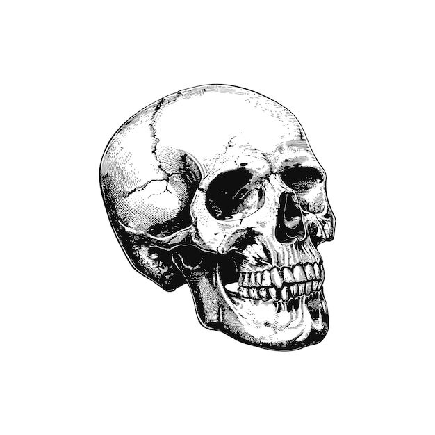 Vector realistic black and white skull vector illustration design