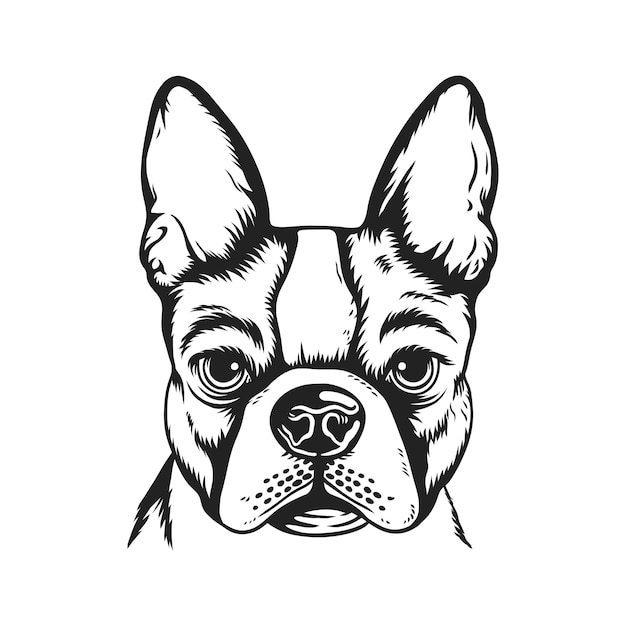 Vector a realistic black and white vector illustration of a french bulldog