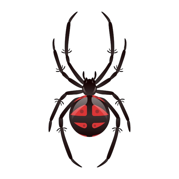 Realistic black widow vector illustration on white background