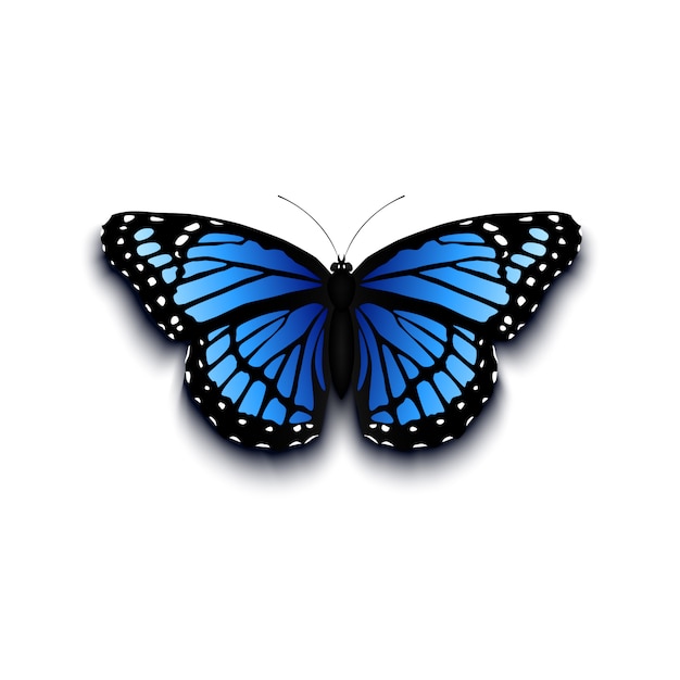 Realistic butterfly icon  on white background.