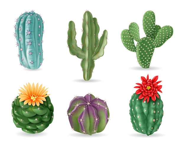 Realistic cactuses