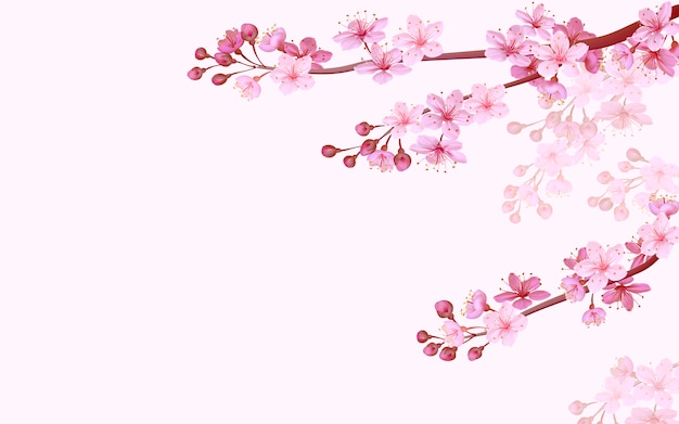 Realistic chinese pink sakura background on soft rose background. Oriental pattern flower blossom spring background. 3D nature backdrop illustration