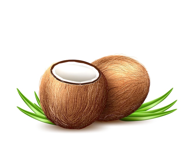 realistic Coconut exotic fruit with leaves.