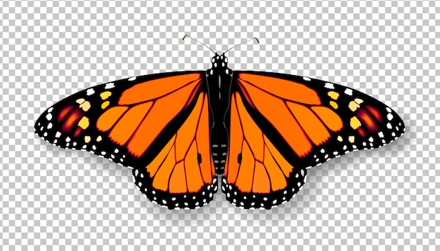 Realistic d monarch butterfly colorful bright detailed mesh vector illustration with shadow on trans