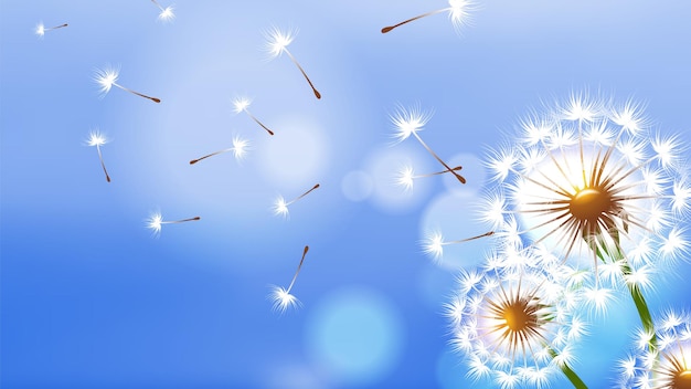 Realistic dandelion. White fluffy flower, flying seeds on blue sky