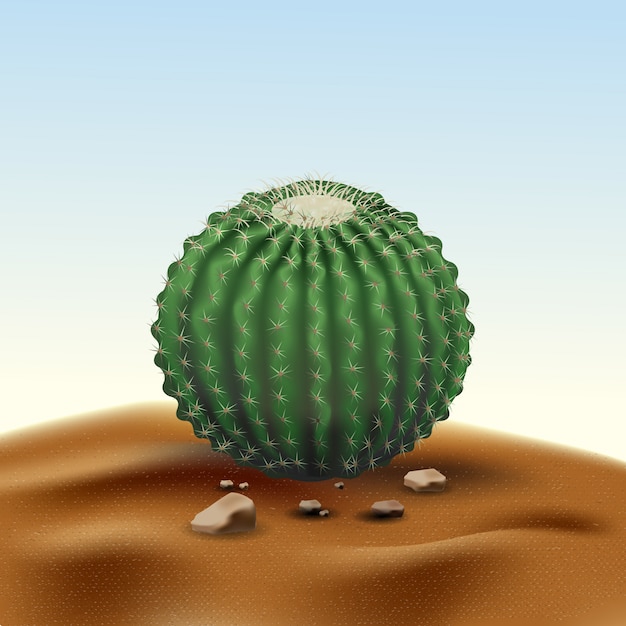 Realistic desert big round cactus Echinocactus. Plant of desert among sand and rocks in habitat