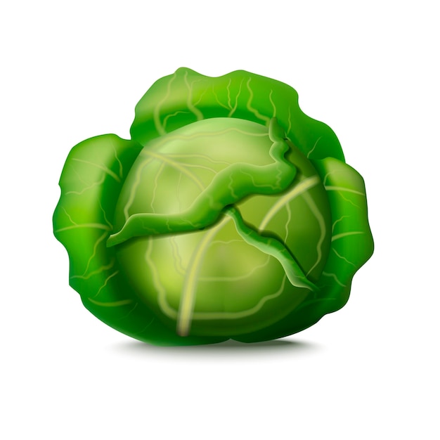 Realistic Detailed 3d Fresh Green Cabbage Vector