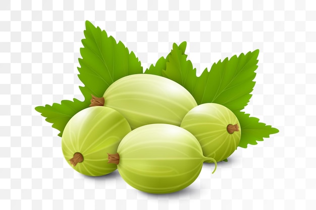 Realistic Detailed 3d Gooseberries with Green Leaves Isolated on transparent Background Vector illustration of Ripe Gooseberry