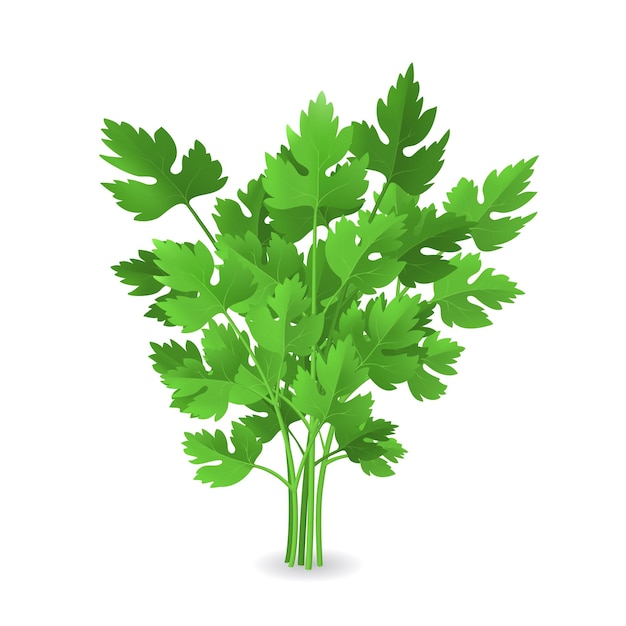 Realistic Detailed 3d Green Raw Parsley Vector