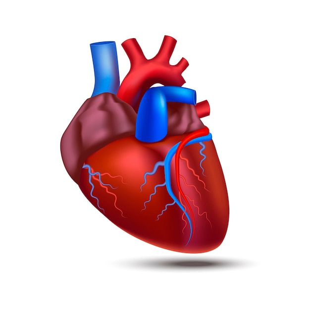 Realistic Detailed 3d Human Anatomy Heart Vector