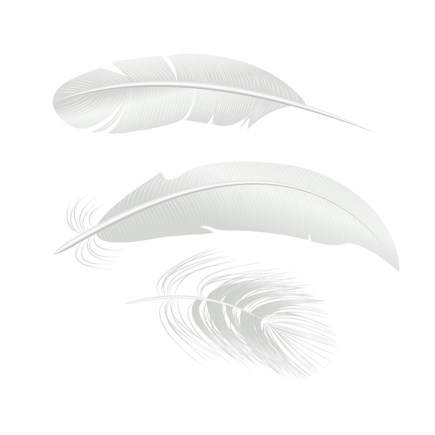 Realistic Detailed 3d White Bird Feathers Set Vector