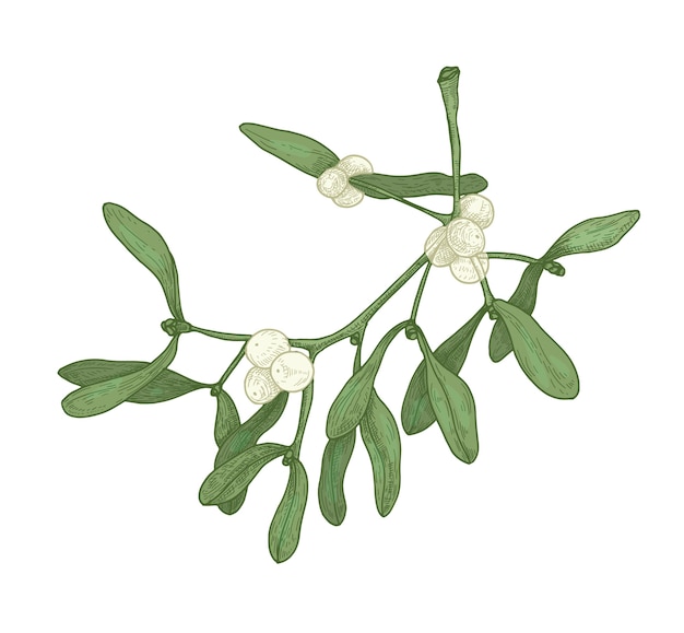 Realistic detailed drawing of mistletoe sprig with berries and leaves